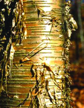 écorce du bouleau jaune