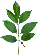 folioles non-sessiles et rameaux glabre