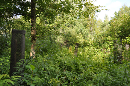 enrichissement de la Forêt jardinée